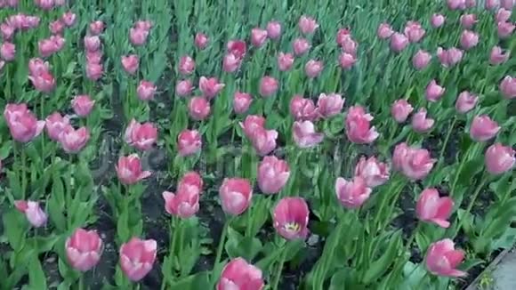 美丽的春天公园被鲜花粉红色的郁金香覆盖视频的预览图