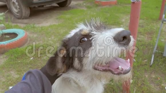 友好的狗嘴舌头伸出慢动作视频视频的预览图
