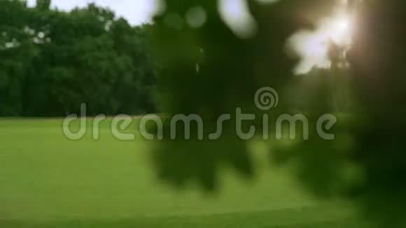靠近一棵橡树树枝阳光明媚视频的预览图