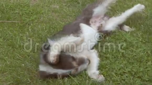狗趴在草爪上耳朵慢动作视频视频的预览图