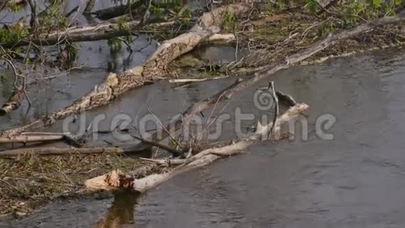 河水中的死树慢动作视频视频的预览图