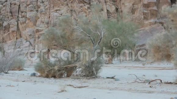 加州沙漠里的树视频的预览图