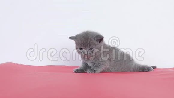 小猫喵喵视频的预览图