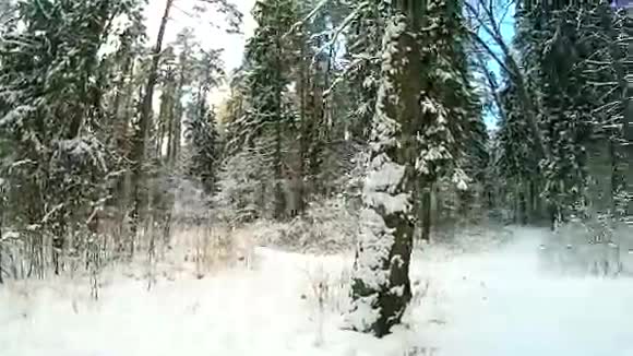 冬天的树林视频的预览图