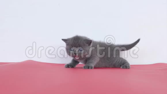小猫喵喵视频的预览图