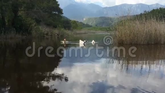 一群家禽鸭鹅漂浮在河山的背景上视频的预览图