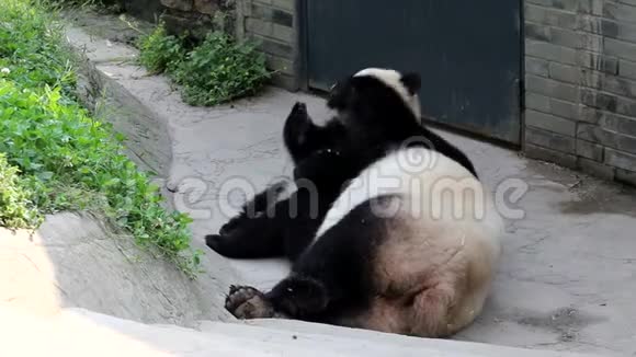 可爱的小熊猫小熊在和妈妈玩中国视频的预览图