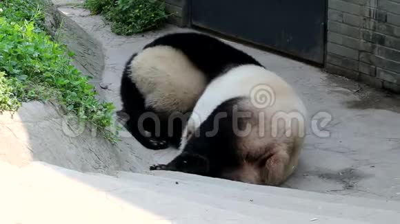 可爱的小熊猫小熊在和妈妈玩中国视频的预览图