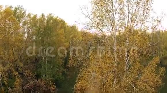 秋天绿树成荫的桦树视频的预览图