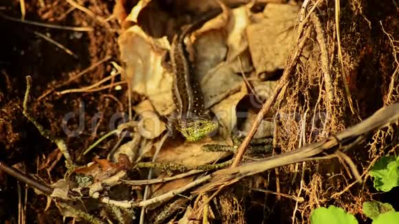 沙蜥蜴太阳下的拉克塔沙蜥蜴在打猎视频的预览图