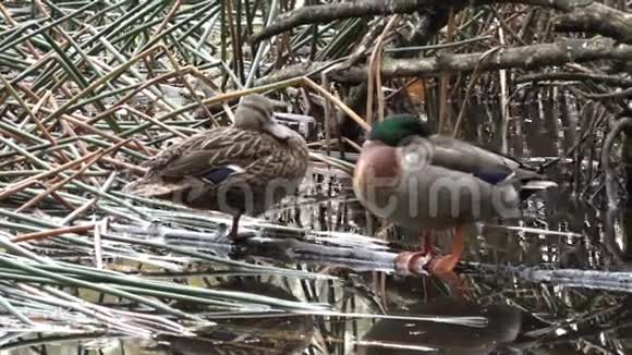 雄性和雌性野鸭站在池塘里视频的预览图