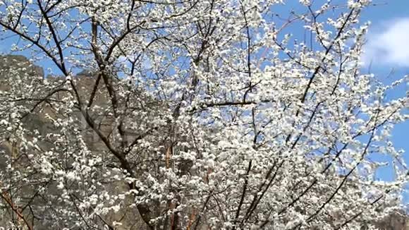 花园里开花的果树杏樱桃梨视频的预览图