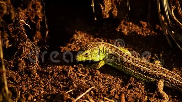 沙蜥蜴太阳下的拉克塔在狩猎中的沙蜥蜴视频的预览图