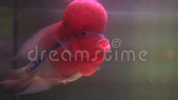 水族馆里的花角鱼视频的预览图