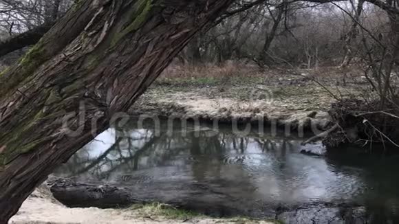 河边的秋树秋天的霜冻寒冷的天气视频的预览图