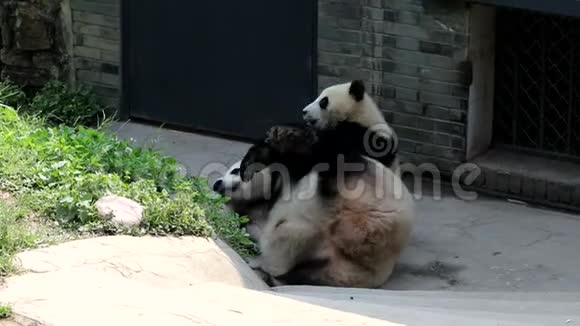 可爱的小熊猫正在和她的妈妈玩中国视频的预览图