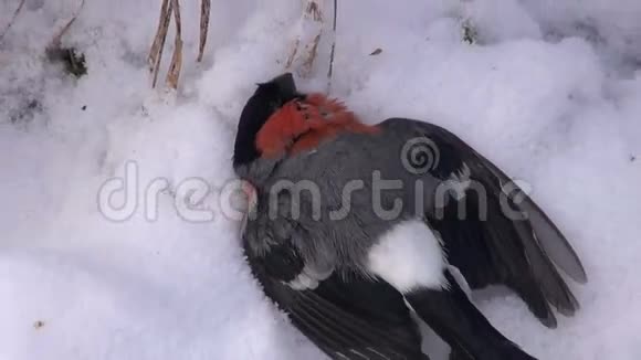 冬雪冻死鸟牛翅Pyrrhula磁黄视频的预览图