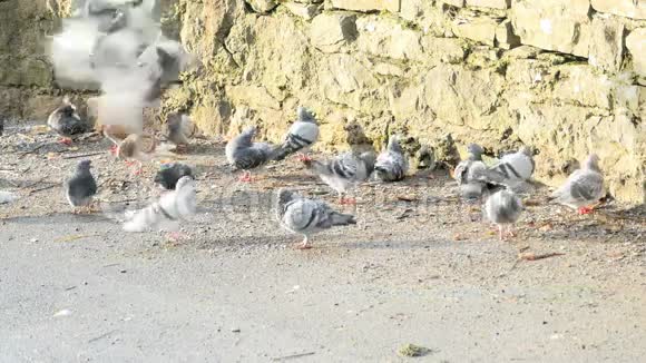 很多鸽子在吃视频的预览图