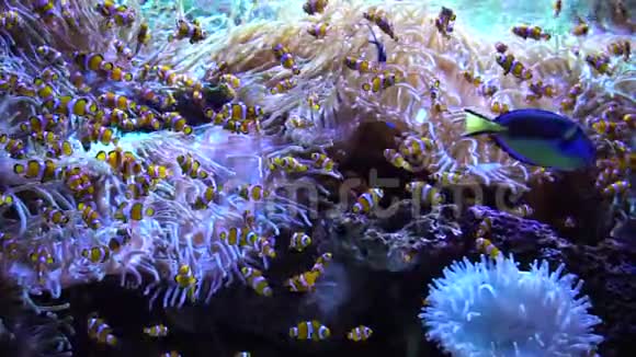 游泳的热带鱼视频的预览图