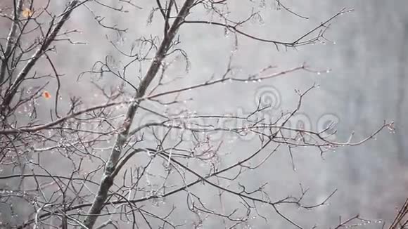 雪和风视频的预览图