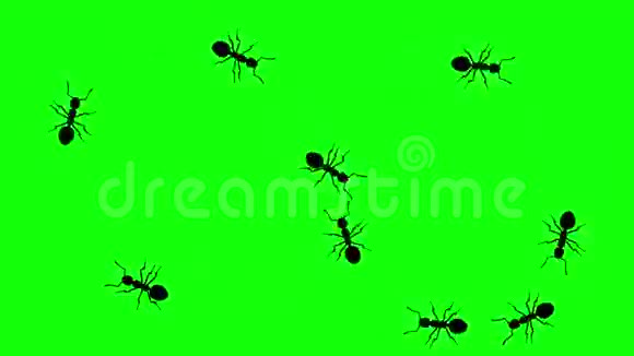 蚂蚁群绿色屏幕上的CG动画剪影无缝循环视频的预览图