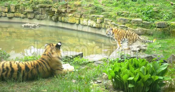 野生两只老虎4k视频的预览图