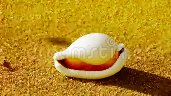 金色沙滩上的白海螺风吹沙视频的预览图