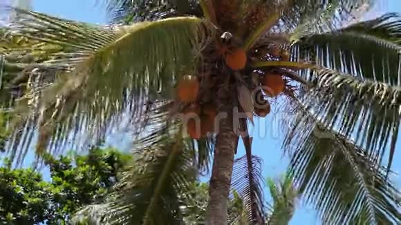 一棵棕榈树的顶端有橙色的椰子视频的预览图