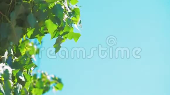 树枝伴绿叶蓝天背景杨木摇在风中慢动作视频自然景观视频的预览图