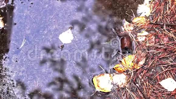 秋天的水坑里落下了水滴视频的预览图