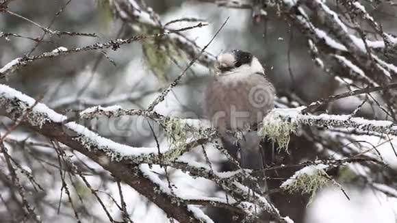 格瑞杰GrayJayCanadensisPerisoreusAlgonquin降雪视频的预览图