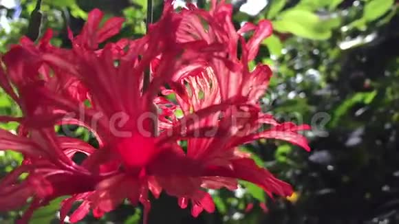 热带红花在绿丛中荡漾视频的预览图