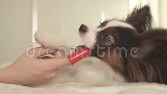 幼犬品种帕皮隆大陆玩具猎犬用牙刷刷牙库存录像视频的预览图