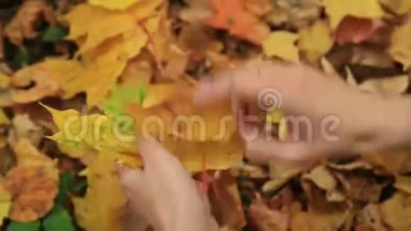 女人收集秋天的枫叶视频的预览图