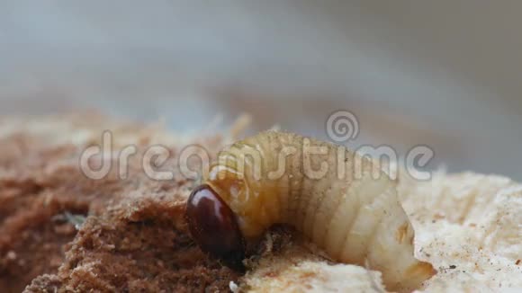 树皮洞穴甲虫幼虫在树皮上移动视频的预览图