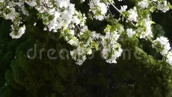 美丽的樱花在风中颤抖松树视频的预览图