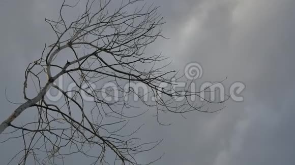 灰色天空背景下干燥的树枝视频的预览图