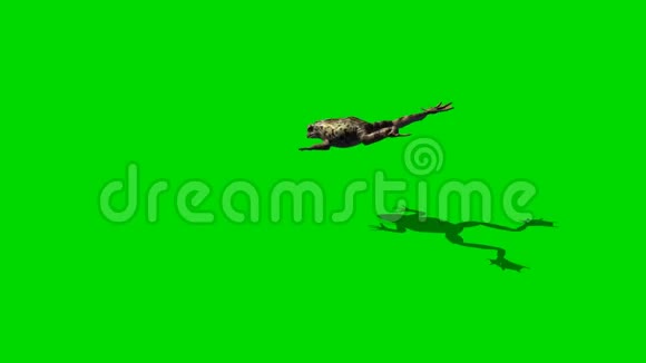 青蛙跳绿色屏幕视频的预览图