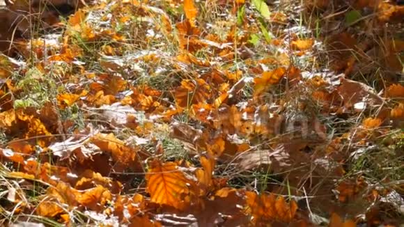 秋天的黄色落叶在森林的地面上视频的预览图