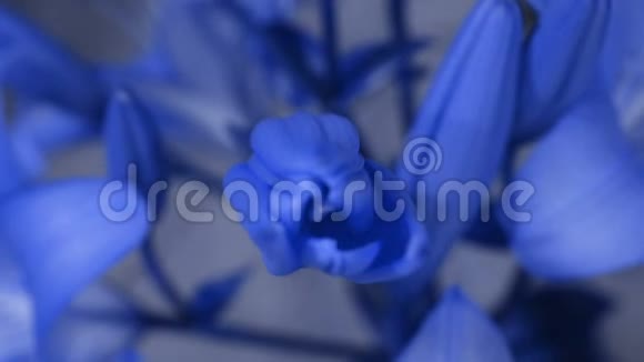 蓝色百合花开了开了它的花史诗般的时间流逝奇妙的大自然未来世界视频的预览图
