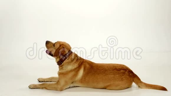 白背地面上的拉布拉多猎犬视频的预览图