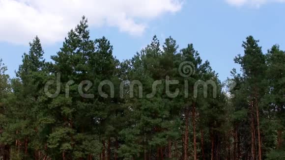 背景高山上美丽的松树视频的预览图