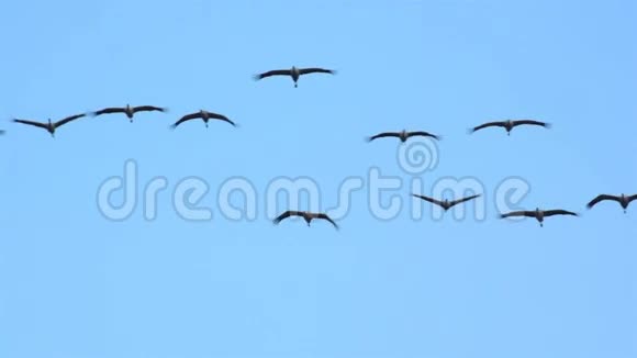 日落时分普通的鹤在空中飞翔视频的预览图