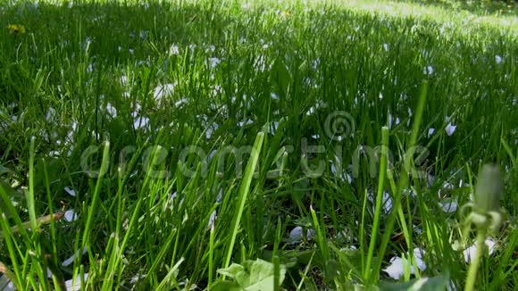 绿草上洁白的花瓣视频的预览图