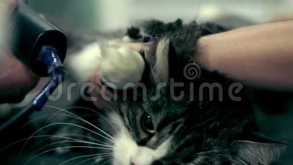 宠物美发沙龙里的猫美容训导猫慢动作视频的预览图