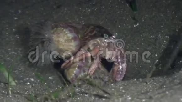 在菲律宾野生动物海洋中的巨蟹座隐士视频的预览图
