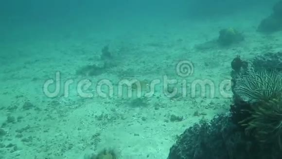 蓝色斑点射线在海底珊瑚礁中游动巴厘岛视频的预览图