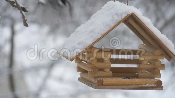 鸟儿飞到喂食器前把种子树上的雪落下的雪花带到鸟舍视频的预览图