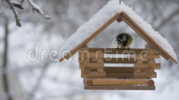鸟儿飞到喂食器前把种子树上的雪落下的雪花带到鸟舍视频的预览图