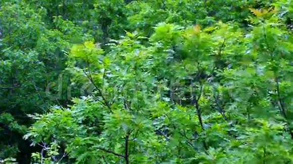 北方红橡树栎视频的预览图